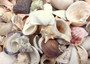 Small Seashell Assorted Ocean Mix (approx. 1 cup 35-40 shells .50-1.75 inches). Multiple different shaped shells all brown and white with different patterns. Copyright 2025 SeaShellSupply.com.