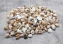 Small Seashell Assorted Ocean Mix (approx. 1 cup 35-40 shells .50-1.75 inches). Multiple different shaped shells all brown and white with different patterns. Copyright 2025 SeaShellSupply.com.