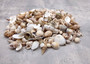 Small Seashell Assorted Ocean Mix (approx. 1 cup 35-40 shells .50-1.75 inches). Multiple different shaped shells all brown and white with different patterns. Copyright 2025 SeaShellSupply.com.