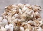 Small Seashell Assorted Ocean Mix (approx. 1 cup 35-40 shells .50-1.75 inches). Multiple different shaped shells all brown and white with different patterns. Copyright 2025 SeaShellSupply.com.