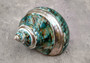 Polished Jade Turbo Shell w/Pearlized Stripe - Turbo Burgessi - (1 shell approx. 2.5-3 inches). Jade and green spiral ribbed shell with a cream band. Copyright 2024 SeaShellSupply.com.