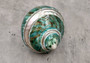 Polished Jade Turbo Shell w/Pearlized Stripe - Turbo Burgessi - (1 shell approx. 2.5-3 inches). Jade and green spiral ribbed shell with a cream band. Copyright 2024 SeaShellSupply.com.