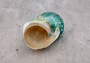 Polished Jade Turbo Shell w/Pearlized Stripe - Turbo Burgessi - (1 shell approx. 2.5-3 inches). Jade and green spiral ribbed shell with a cream band. Copyright 2024 SeaShellSupply.com.