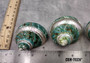 Polished Jade Turbo Shell w/Pearlized Stripe - Turbo Burgessi - (1 shell approx. 2.5-3 inches). Jade and green spiral ribbed shell with a cream band. Copyright 2024 SeaShellSupply.com.