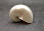 Pearlized Nautilus Seashell Polished Nautilus Pompilius (1 shell approx. 3+ inches) Pearlized Nautilus Shell for display decor & collecting! Copyright 2025 SeaShellSupply.com.