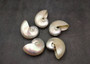 Pearlized Nautilus Seashell Polished Nautilus Pompilius (1 shell approx. 3+ inches) Pearlized Nautilus Shell for display decor & collecting! Copyright 2025 SeaShellSupply.com.