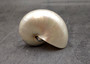 Pearlized Nautilus Seashell Polished Nautilus Pompilius (1 shell approx. 3+ inches) Pearlized Nautilus Shell for display decor & collecting!
