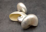 Pearlized Nautilus Seashell Polished Nautilus Pompilius (1 shell approx. 3+ inches) Pearlized Nautilus Shell for display decor & collecting!