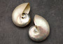 Pearlized Nautilus Seashell Polished Nautilus Pompilius (1 shell approx. 3+ inches) Pearlized Nautilus Shell for display decor & collecting!