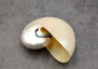 Pearlized Nautilus Seashell Polished Nautilus Pompilius (1 shell approx. 3+ inches) Pearlized Nautilus Shell for display decor & collecting!