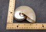 Pearlized Nautilus Seashell Polished Nautilus Pompilius (1 shell approx. 3+ inches) Pearlized Nautilus Shell for display decor & collecting!