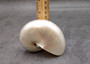 Pearlized Nautilus Seashell Polished Nautilus Pompilius (1 shell approx. 3+ inches) Pearlized Nautilus Shell for display decor & collecting!