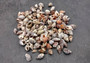 Common Nutmeg Seashells (approx. 150-170 shells .25 inches) Multi colored ribbed shells in a pile. Copyright 2025 SeaShellSupply.com