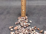 Common Nutmeg Seashells (approx. 150-170 shells .25 inches) Multi colored ribbed shells in a pile. Copyright 2025 SeaShellSupply.com