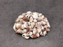 Common Nutmeg Seashells (approx. 150-170 shells .25 inches) Multi colored ribbed shells in a pile. Copyright 2025 SeaShellSupply.com