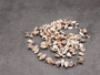 Common Nutmeg Seashells (approx. 150-170 shells .25 inches) Multi colored ribbed shells in a pile. Copyright 2025 SeaShellSupply.com