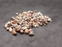 Common Nutmeg Seashells (approx. 150-170 shells .25 inches) Multi colored ribbed shells in a pile. Copyright 2025 SeaShellSupply.com
