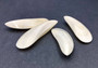 Polished Pearly Mussel Shells - (4 glued pairs approx. 3-3.5 inches). Four white thin strips with no openings or wrapping. Copyright 2022 SeaShellSupply.com.