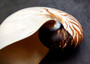 Natural Nautilus Seashell Nautilus Pompilius (1 shell approx. 7+ inches) Perfect shells for coastal crafting decor & collections! Spiral brown and white ombre wide shell. Copy right 2024 SeaShellSupply.com