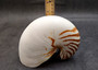 Natural Nautilus Seashell Nautilus Pompilius (1 shell approx. 7+ inches) Perfect shells for coastal crafting decor & collections! Spiral brown and white ombre wide shell. Copy right 2024 SeaShellSupply.com