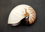 Natural Nautilus Seashell Nautilus Pompilius (1 shell approx. 7+ inches) Perfect shells for coastal crafting decor & collections! Spiral brown and white ombre wide shell. Copy right 2024 SeaShellSupply.com