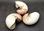 Natural Nautilus Seashell Nautilus Pompilius (1 shell approx. 7+ inches) Perfect shells for coastal crafting decor & collections! Spiral brown and white ombre wide shell. Copy right 2024 SeaShellSupply.com