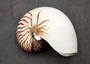 Natural Nautilus Seashell Nautilus Pompilius (1 shell approx. 7+ inches) Perfect shells for coastal crafting decor & collections! Spiral brown and white ombre wide shell. Copy right 2024 SeaShellSupply.com
