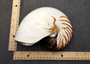 Natural Nautilus Seashell Nautilus Pompilius (1 shell approx. 7+ inches) Perfect shells for coastal crafting decor & collections! Spiral brown and white ombre wide shell. Copy right 2024 SeaShellSupply.com