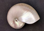 Pearl Nautilus Seashell - Nautilus Pompilius - (1 shell 7+ inches)
