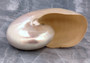 Pearl Nautilus Seashell - Nautilus Pompilius - (1 shell 7+ inches). Pearl spiral shell with a wide base opening. Copyright 2022 SeaShellSupply.com.