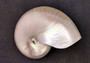 Pearl Nautilus Seashell - Nautilus Pompilius - (1 shell 7+ inches). Pearl spiral shell with a wide base opening. Copyright 2022 SeaShellSupply.com.
