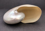 Pearlized Nautilus Seashell Polished (1 shell approx. 7+ inches) Pearlized Nautilus Pompilius Nautilus Shell for decor display & collecting!
