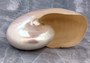 Pearlized Nautilus Seashell Polished (1 shell approx. 7+ inches) Pearlized Nautilus Pompilius Nautilus Shell for decor display & collecting!