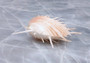 Imperial Thorny Oyster Seashell Pair - Spondylus Imperialis (1 pair=2 halves approx. 2.5-3 inches). Orange and white ombre shell with several spikes sitting out of the sides. Copyright 2022 SeaShellSupply.com.