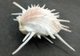 Imperial Thorny Oyster Seashell Pair - Spondylus Imperialis (1 pair=2 halves approx. 2.5-3 inches). Orange and white ombre shell with several spikes sitting out of the sides. Copyright 2022 SeaShellSupply.com.