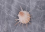 Imperial Thorny Oyster Seashell Pair - Spondylus Imperialis (1 pair=2 halves approx. 2.5-3 inches). Orange and white ombre shell with several spikes sitting out of the sides. Copyright 2022 SeaShellSupply.com.