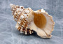 Giant Frog Seashell - Bursa Bubo - (1 shell 6-7 inches). Brown and tan spiral shell with wide opening and cool design. Copyright 2022 SeaShellSupply.com.