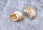 Pearlized Gold Mouth Turbo - Turbo Chrysostomus - (2 shells approx. 2.25-2.5 inches). Two shiny shells one showing the spiral outside ribbed design while the other shows the opening. Copyright 2022 SeaShellSupply.com.