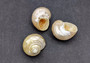 Pearlized Gold Mouth Turbo - Turbo Chrysostomus - (3 shells approx. 1.75-2 inches). Three shiny spiral shells with almost perfectly round looking bases. Copyright 2022 SeaShellSupply.com.