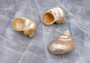 Pearlized Gold Mouth Turbo - Turbo Chrysostomus - (3 shells approx. 1.75-2 inches). Three shiny spiral shells with almost perfectly round looking bases. Copyright 2022 SeaShellSupply.com.