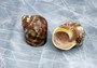 Variegated Turbo - Turbo Vareigatus - (2 shells approx. 2-2.25 inches). Two brown and green ombre shiny spiral shells with small openings. Copyright 2022 SeaShellSupply.com.