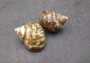 Variegated Turbo - Turbo Vareigatus - (2 shells approx. 2-2.25 inches). Two brown and green ombre shiny spiral shells with small openings. Copyright 2022 SeaShellSupply.com.