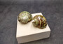 Variegated Turbo - Turbo Vareigatus - (2 shells approx. 2-2.25 inches). Two brown and green ombre shiny spiral shells with small openings. Copyright 2022 SeaShellSupply.com.