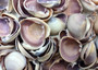 Purple Cay Cay Clam Seashells Donax Variabilis (approx. half cup +/-70 shells 0.5+ inches) Purple CayCay Clam shells for crafts & jewelry!