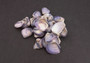 Purple Clam Shells (approx. 35-45 shells .5-1 inches). Purple and white ombre shells in a pile with wide open back. Copyright 2022 SeaShellSupply.com.