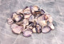 Purple Clam Shells (approx. 35-45 shells .5-1 inches). Purple and white ombre shells in a pile with wide open back. Copyright 2022 SeaShellSupply.com.