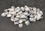 Purple Clam Shells (approx. 35-45 shells .5-1 inches). Purple and white ombre shells in a pile with wide open back. Copyright 2025 SeaShellSupply.com.