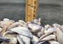 Purple Clam Shells (approx. 35-45 shells .5-1 inches). Purple and white ombre shells in a pile with wide open back. Copyright 2025 SeaShellSupply.com.