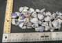 Purple Clam Shells (approx. 35-45 shells .5-1 inches). Purple and white ombre shells in a pile with wide open back. Copyright 2025 SeaShellSupply.com.