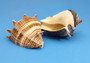 King Crown Conch Shell - Melongena Corona - (2 Shells approx. 2-2.5 inches). Brown and tan shells with a ribbed design running laterally across the shell. Copyright 2022 SeaShellSupply.com.